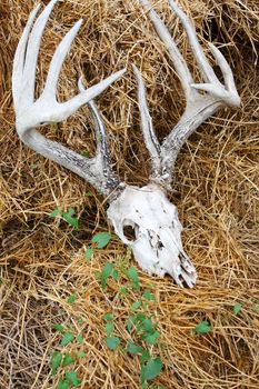 A weathered old deer skull with antlers, on a pile of straw with green weeds twining over top.