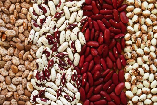 A background or wallpaper image of four varieties of heirloom soup bean.