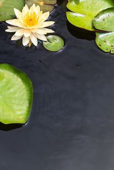 Water Surface with Floating Yellow Water Lily and Green Leaves