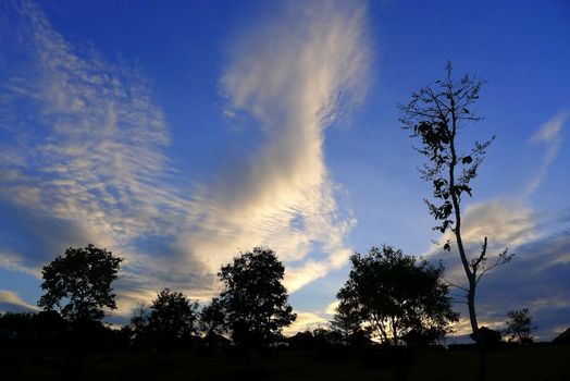 Tree silhouette with nice cloud and sky