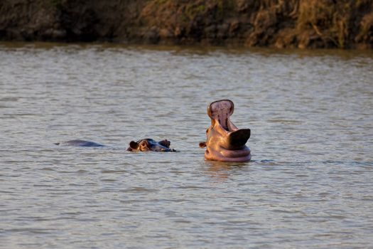 Wild Hippopotamus in the water in Mukimi, Tanzania