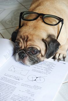 Dog Fell Asleep while doing her homework