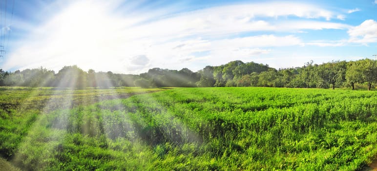 beautiful sunset - green meadow / farmland with trees / forest in the background