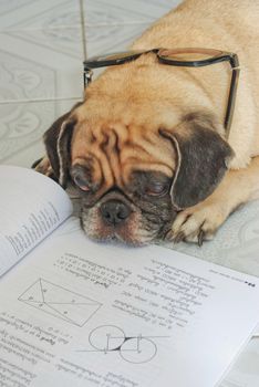 Dog Fell Asleep while doing her homework