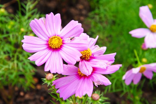 Beautiful Flower
