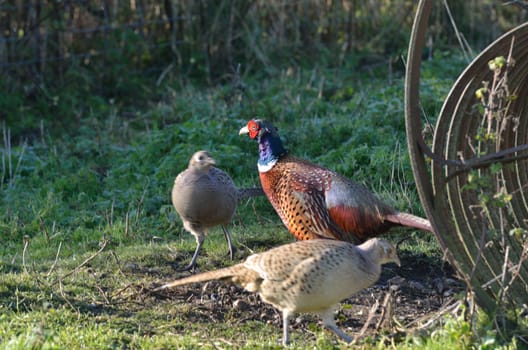 Group of pheasants in farmyard