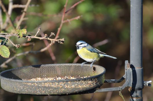 Blue tit standing at feeding table