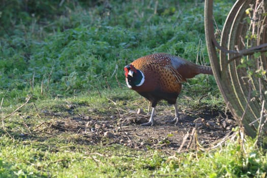 Pheasant in farmyard