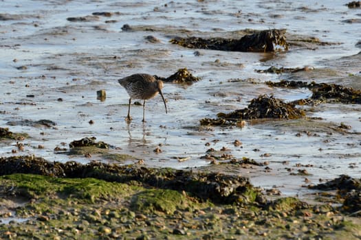 Curlew looking for food in estuary