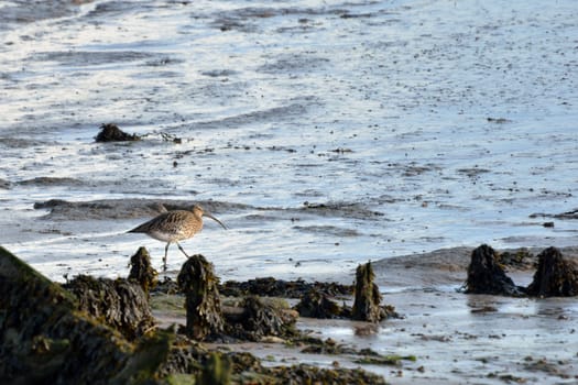 Curlew feeding in mud