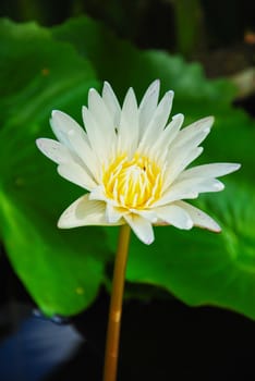 Water lily in the pond