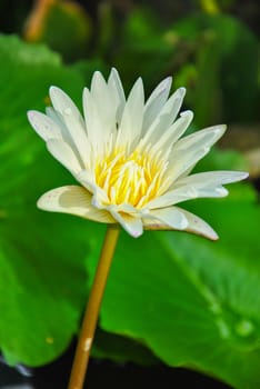 Water lily in the pond