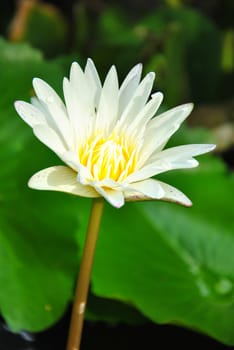 Water lily in the pond