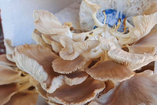the mushroom farm