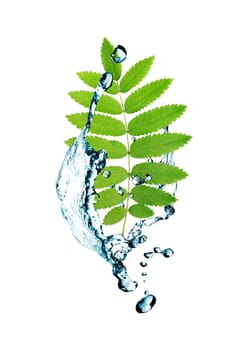 Ecology concept.Abstract composition with green leaves and splashing water