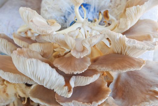 the mushroom farm