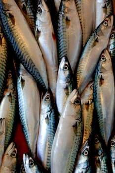 Fresh fishes in market