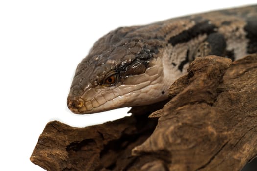 Blue tongued skink on white background (Tiliqua scincoides scincoides)