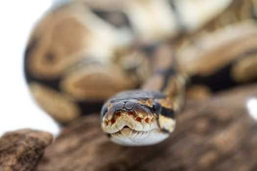 Ball Python close up (Python Regius)