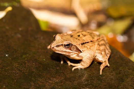 Close-up from a yellow frog