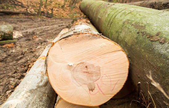 year rings of harvested wood