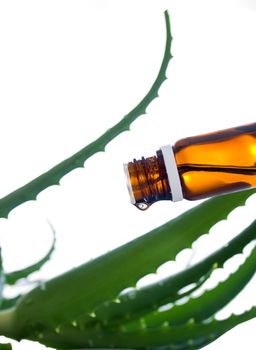 drop of essential oil is dripping out of the bottle against a background of aloe