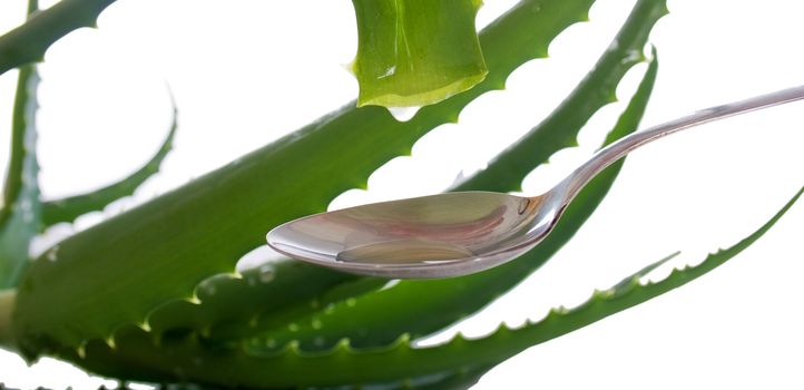 drop of the aloe leaf is dripping into the spoon against a background of scarlet sheets