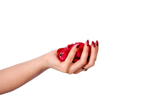 Beautiful hand with perfect french manicure on treated nails holding rose flower petals. isolated on white background
