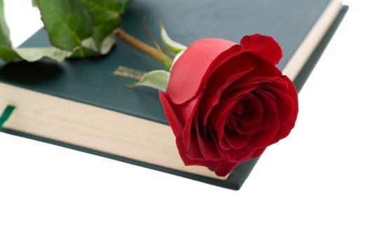 Red rose in a closed book isolated on white background