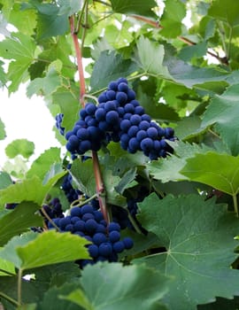 Two bunches of red grapes hanging from an old vine in warm afternoon light