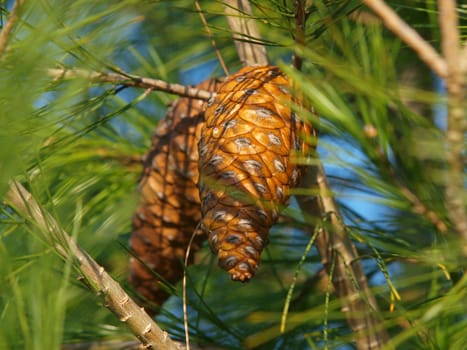 cone on the pine tree        