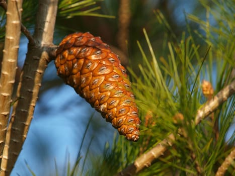 cone on the pine tree       