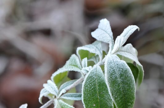 Green Leafs with White Frost and a blurred background