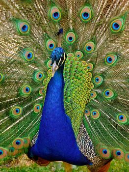 Beautiful Peacock with open feathers