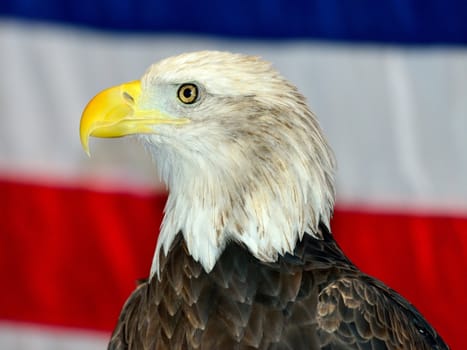 Bald Eagle with USA flag as backdrop