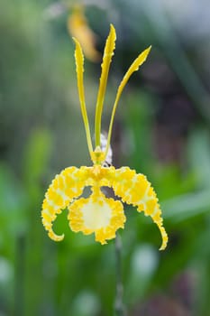 Closeup of orchids