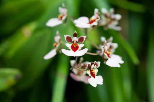 Closeup of orchids