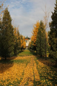 Rows of trees and pagoda behind in a Chinese park
