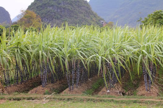 Rows of sugar cane in the Chinese countryside
