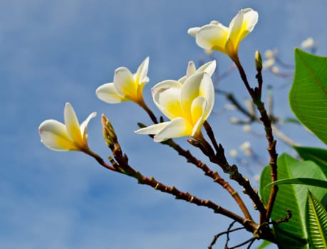 The plumeria flowers against the sky