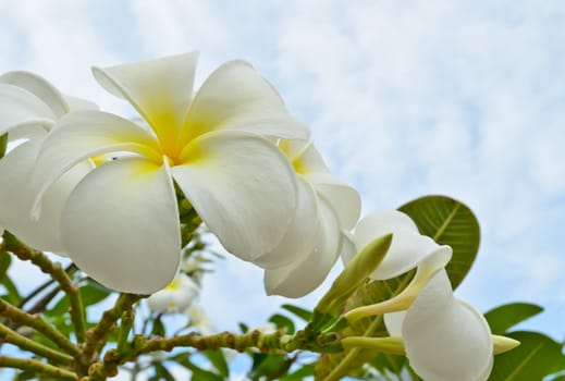 The plumeria flowers against the sky
