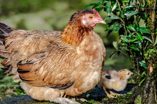 Mother Chicken with chick looking for food, copy space