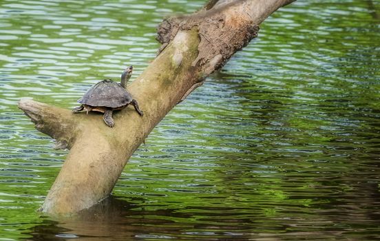 Pond turtle, tortoise, on a tree branch over water in sun, copy space, Indian Tent Turtle, Pangshura tecta
