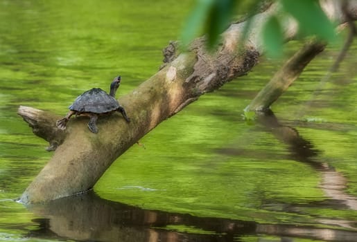 Pond turtle, tortoise, on a tree branch over water in sun, copy space, Indian Tent Turtle, Pangshura tecta