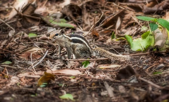 Squirrel amongst dry leaves, garden, nature, wildlife, copy space