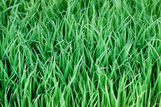 Young green paddy plant suitable background