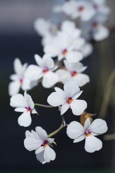 Closeup of white orchids