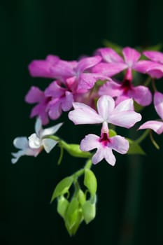 Closeup of orchids