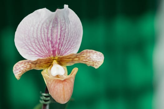 Closeup of orchids