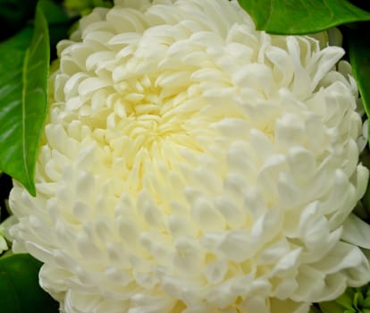 Close up of white chrysanthemum